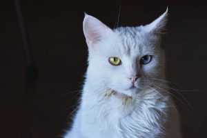 Stunning close-up of a white cat with striking heterochromia eyes. — What Football Bookmakers Offer - The Key Factors To Look